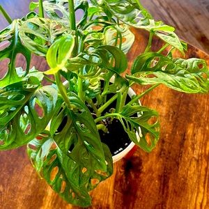 Meet your Posher, Genean